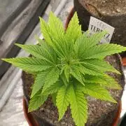 Zour MelonZ Test & Xpertnutrients