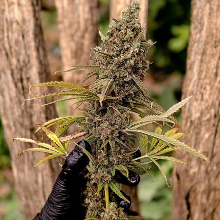 A5 Chaze x Marshydro