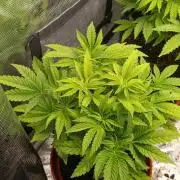 Zour MelonZ Test & Xpertnutrients