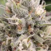 Pink Guava F1 FV