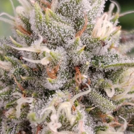 Pink Guava F1 FV