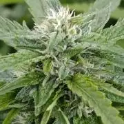 Gello Z & Xpertnutrients