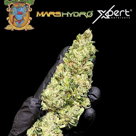 Super Boof XL Auto Outdoor
