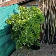 Gello Z & Xpertnutrients