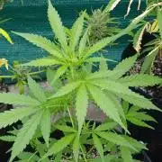 Gaia F1 Auto