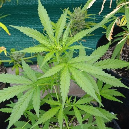 Gaia F1 Auto