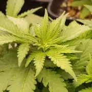 DC Kush