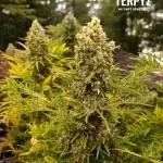 Mentha de Croco Fem Xpertnutrients