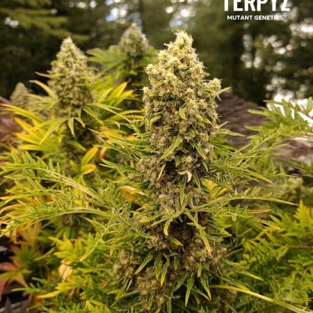 Mentha de Croco Fem Xpertnutrients