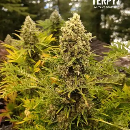 Mentha de Croco Fem Xpertnutrients