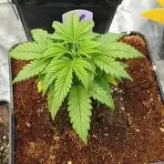 Red Banana Pudding II Marshydro