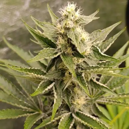 Papayton Xpertnutrients