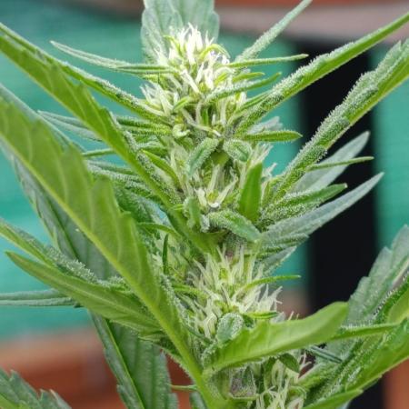 Strawberry Gorilla Rf3 Auto