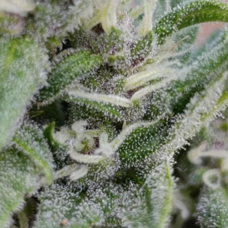Strawberry Gorilla Rf3 Auto