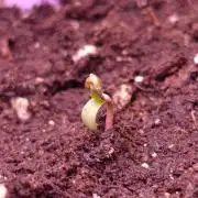 Isla Mirage Xpertnutrients