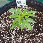 Milky Way F1 Auto