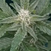 Papaya Zoap Auto
