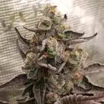 Papayton Xpertnutrients