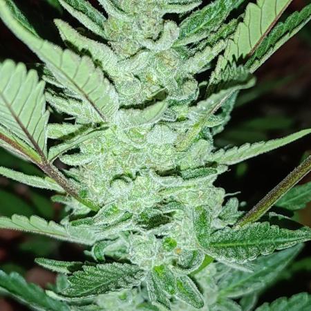Papaya Zoap Auto