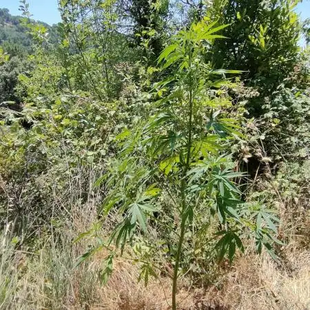 FastBuds Outdoor Competitiom