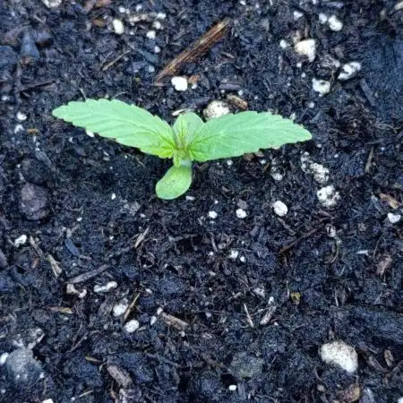 Gaia F1 Auto