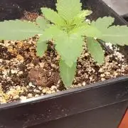 Lord Kush