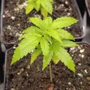 Pink Guava F1 FV