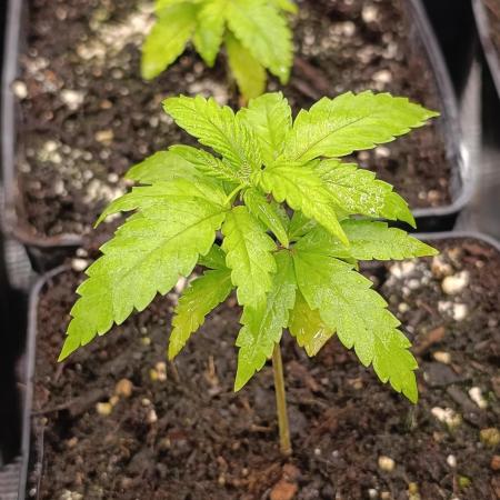 Pink Guava F1 FV