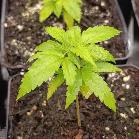 Pink Guava F1 FV