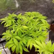 Sour Puffs Xpertnutrients