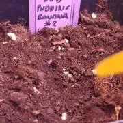 Red Banana Pudding II Marshydro