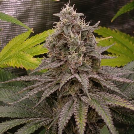 Papaya Stank