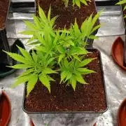 Privileged Baddie Xpertnutrients