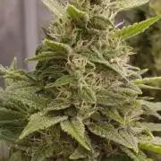 Super Boof RQS