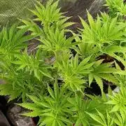 Sundae Driver Marshydro