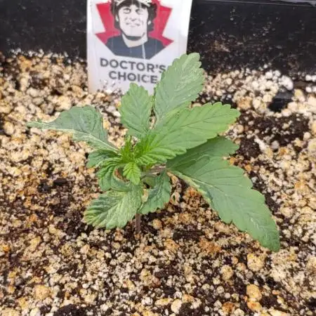 DC Kush
