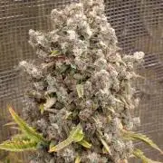 Mentha de Croco Fem Xpertnutrients