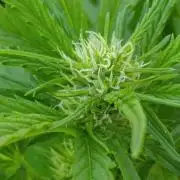 Gello Z & Xpertnutrients