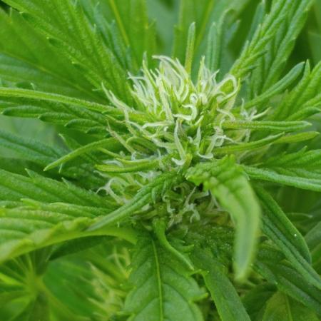 Gello Z & Xpertnutrients