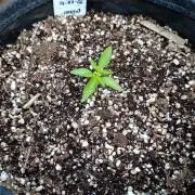 Milky Way F1 Auto