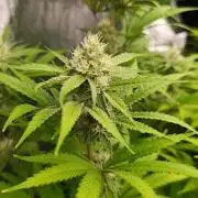 Cosmic Cheddar F1