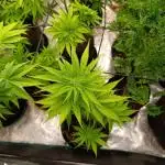 Mental Rainbow Xpertnutrients