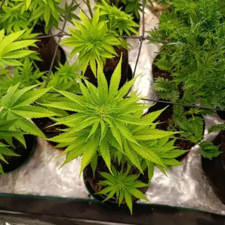 Mental Rainbow Xpertnutrients