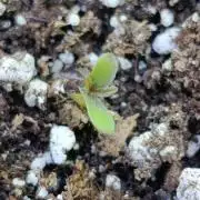 Gaia F1 Auto