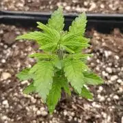 Cosmic Cheddar F1