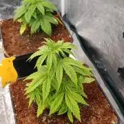 Cali Crasher Marshydro