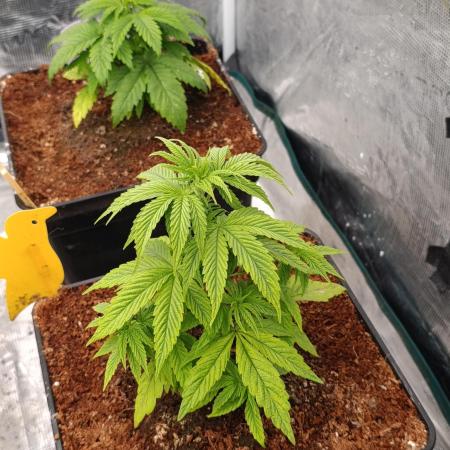 Cali Crasher Marshydro