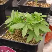 DC Kush