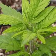 Pink Guava F1 FV