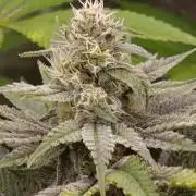 Papaya Stank